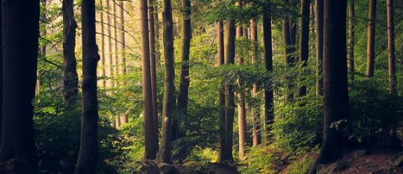 Europa a stabilit 10 ținte de atins în domeniul pădurilor până în 2040
