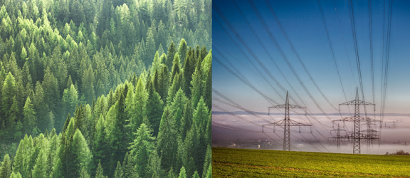 Deturnare de fonduri: pădurile subvenţionează schemele de sprijin pentru energia solară şi eoliană!