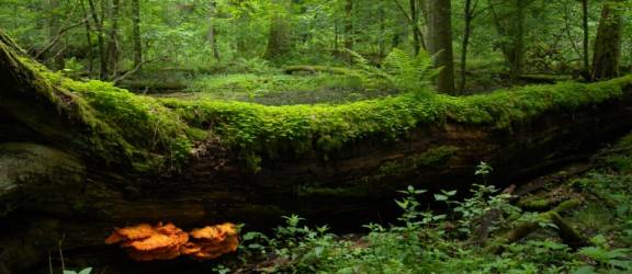 Infrigement pe păduri: Comisia Europeană cere implementarea directivelor europene, România suprareglementează!