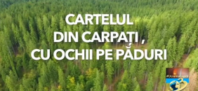 Antena 3 | Conservation Carpathia | Cartelul din Carpaţi dezvăluit de investigaţiile Nostra Silva
